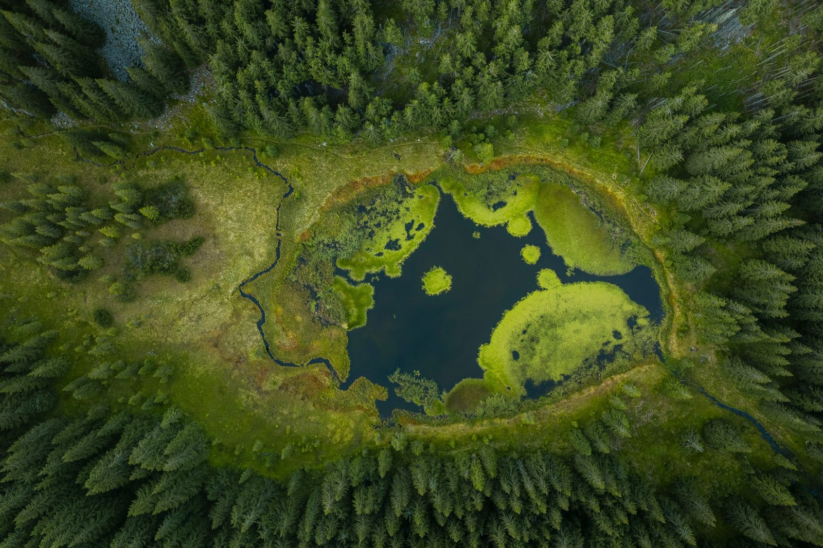 Aerial view of a small forest pond surrounded by dense evergreen trees.