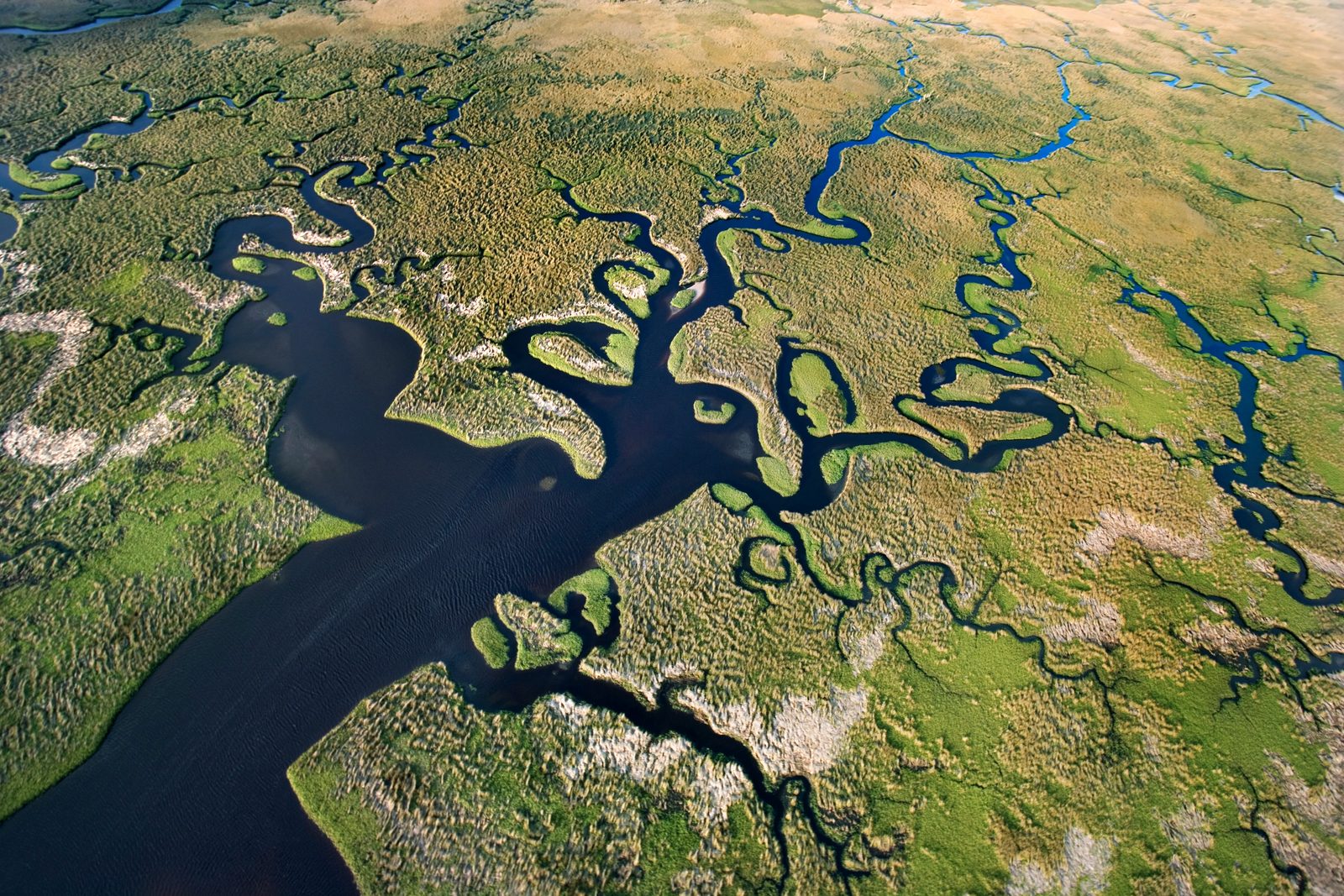 Aerial view of a winding wetland delta with marsh grasses and branching water channels.