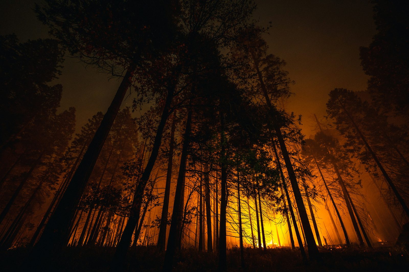 A wildfire burning through a forest at night, glowing orange behind silhouetted trees.