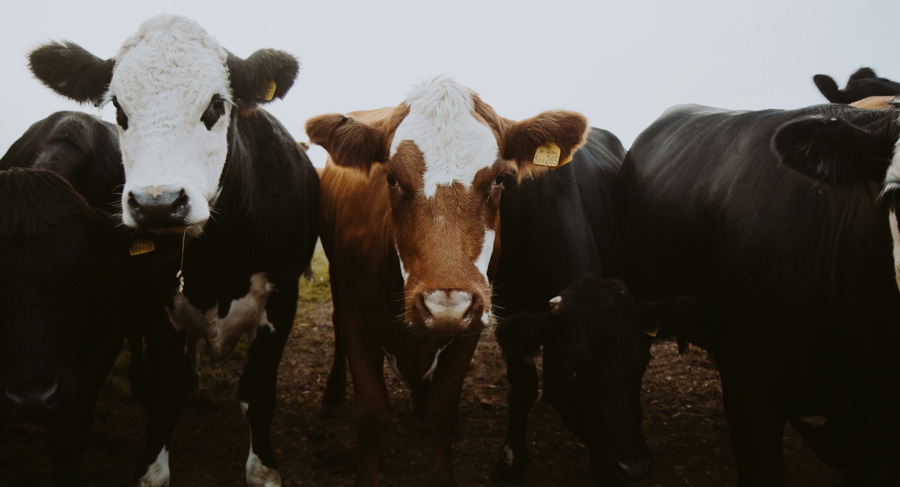 Cows facing camera