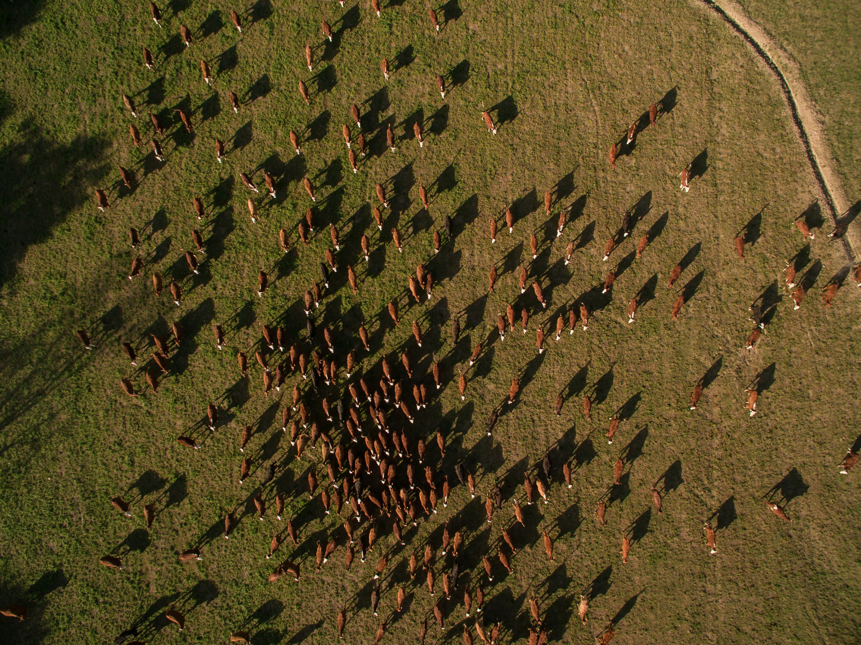 Aerial view of cattle herd