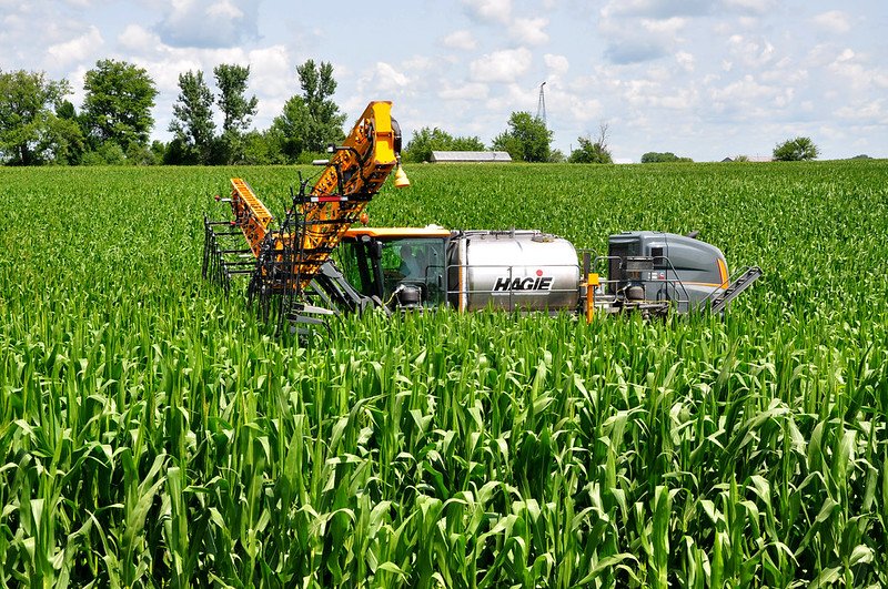 Hagie sprayer in corn field